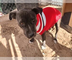 American Staffordshire Terrier-Unknown Mix Dogs for adoption in Pena Blanca, NM, USA