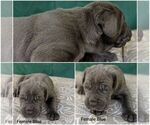 Small Photo #21 Neapolitan Mastiff Puppy For Sale in WASHBURN, MO, USA