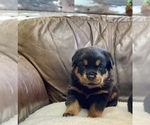 Small #34 Rottweiler