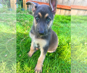 German Shepherd Dog Puppy for sale in NOVI, MI, USA