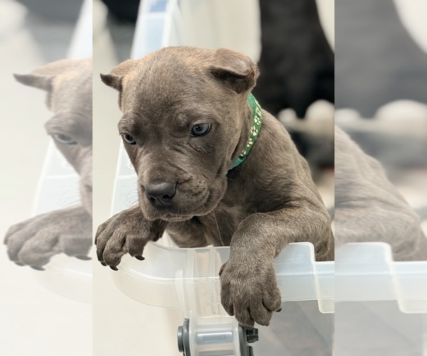 Medium Photo #1 Cane Corso Puppy For Sale in ANDERSON, IN, USA