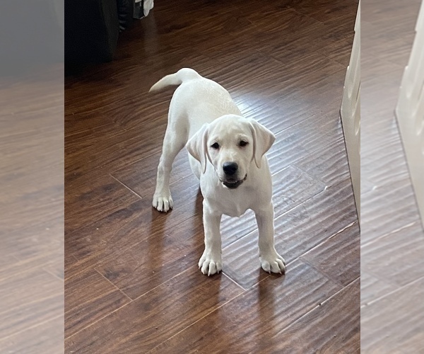 Medium Photo #3 Labrador Retriever Puppy For Sale in KITTRELL, NC, USA