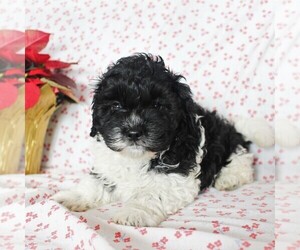 Havashu-Poodle (Miniature) Mix Puppy for sale in QUARRYVILLE, PA, USA