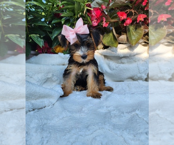 Medium Photo #1 Yorkshire Terrier Puppy For Sale in INDIANAPOLIS, IN, USA