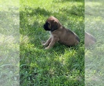 Small Photo #5 Bloodhound-Mastiff Mix Puppy For Sale in COLCORD, OK, USA