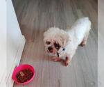Small Maltese Mix