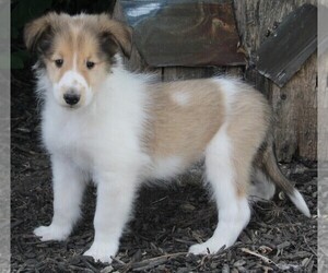 Collie Puppy for sale in FREDERICKSBURG, OH, USA