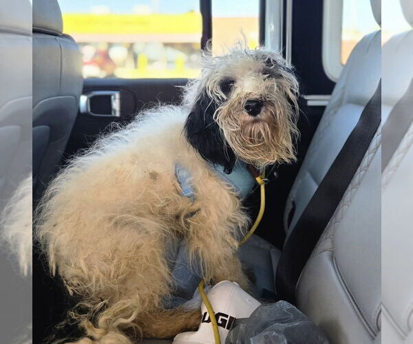 Medium Photo #3 Poodle (Miniature)-Unknown Mix Puppy For Sale in Foristell, MO, USA