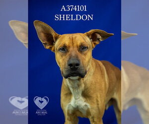 Rhodesian Ridgeback Dogs for adoption in Stockton, CA, USA