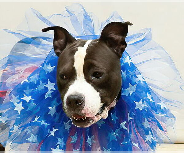 Medium Photo #2 American Pit Bull Terrier-Unknown Mix Puppy For Sale in Sanford, FL, USA
