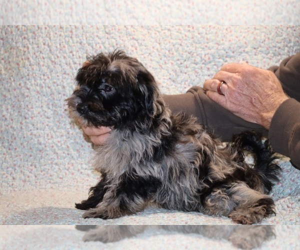 Medium Photo #11 Yorkiepoo mix (+ Poodle Toy) Puppy For Sale in DYERSBURG, TN, USA
