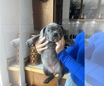 Puppy 5 American Bully-French Bulldog Mix