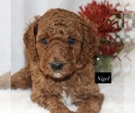 Nigel - Male Goldendoodle Puppy for Sale - Photo #5