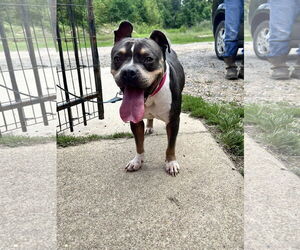 American Bulldog-Unknown Mix Dogs for adoption in Shreveport, LA, USA