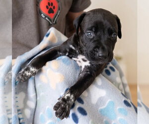 Jet - Male Labrador Retriever-Unknown Mix Dog for Adoption - Photo #3