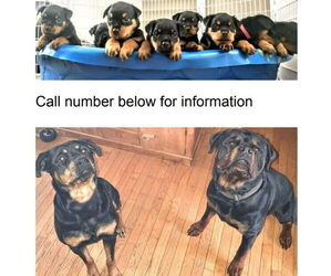 Rottweiler Puppy for sale in LANSING, MI, USA