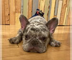 Small #1 French Bulldog