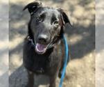 Small #1 Labrador Retriever Mix