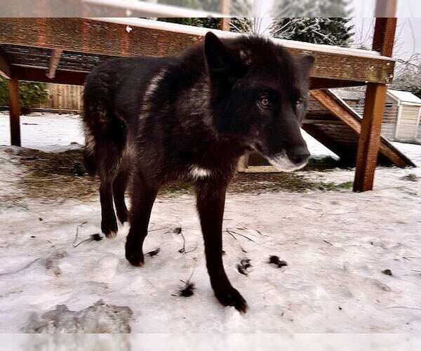 Medium Photo #4 German Shepherd Dog-Huskies  Mix Puppy For Sale in Alturas, CA, USA