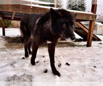 Small #3 German Shepherd Dog-Huskies  Mix