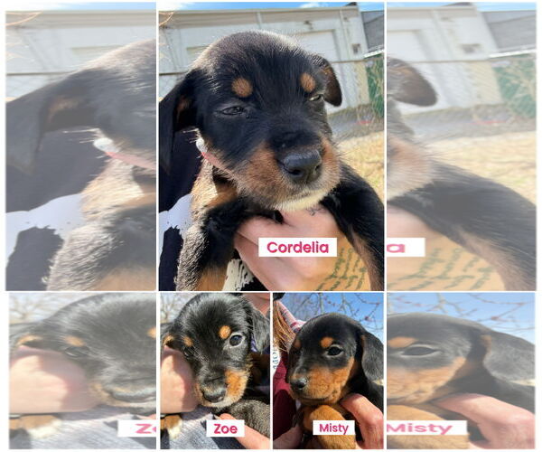 Medium Photo #2 Doberman Pinscher-Unknown Mix Puppy For Sale in Pottstown, PA, USA