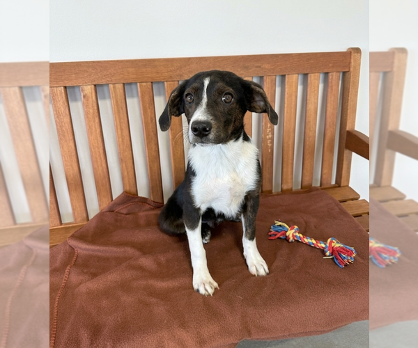 Medium Photo #2 Labbe Puppy For Sale in Genesee, WI, USA