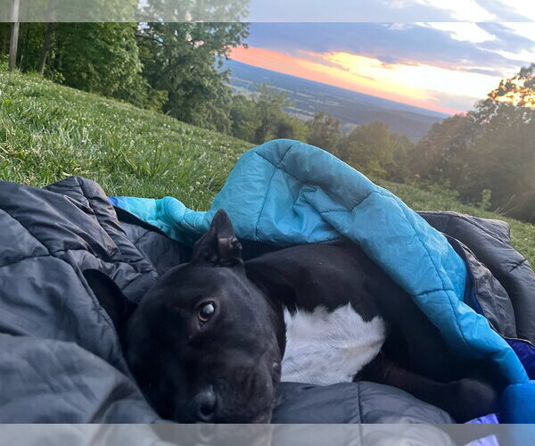 Medium Photo #2 French Bulldog-Staffordshire Bull Terrier Mix Puppy For Sale in Tracy City, TN, USA