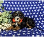 Small Photo #8 Bernedoodle (Miniature) Puppy For Sale in OXFORD, PA, USA