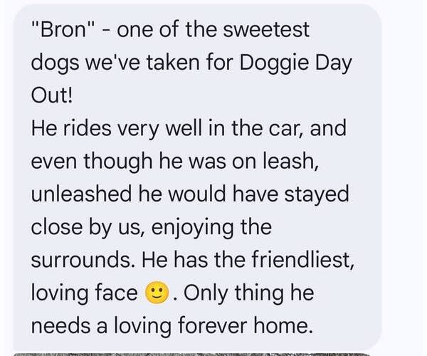 Medium Photo #1 Australian Shepherd-Collie Mix Puppy For Sale in Martinsburg, WV, USA