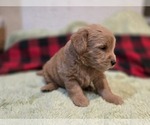 Small #13 Goldendoodle