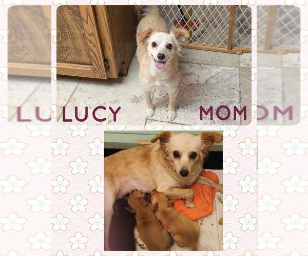 Medium Photo #2 Chihuahua-Unknown Mix Puppy For Sale in Mesa, AZ, USA