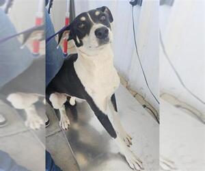 American Pit Bull Terrier Dogs for adoption in Bakersfield, CA, USA