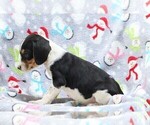 Small #1 Beagle-Treeing Walker Coonhound Mix