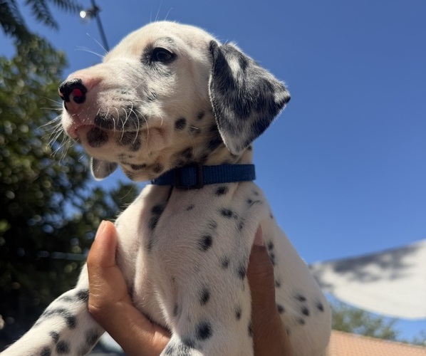 Medium Photo #3 Dalmatian Puppy For Sale in COLTON, CA, USA