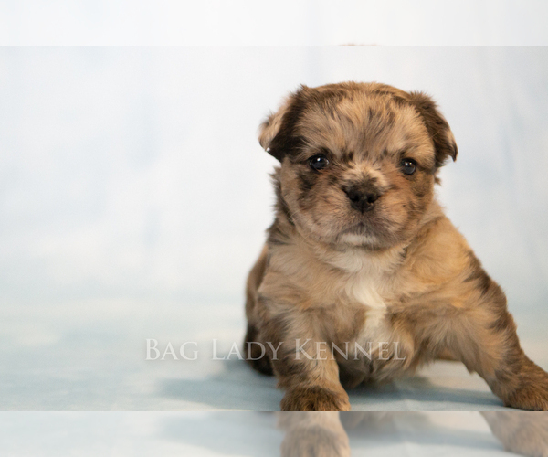 Medium Photo #9 French Bulldog Puppy For Sale in DESERT HOT SPRINGS, CA, USA