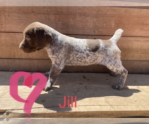 German Shorthaired Pointer Puppy for sale in COLBY, KS, USA