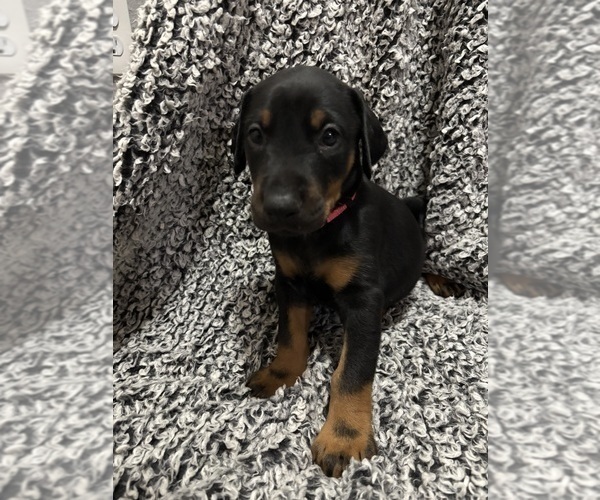 Medium Photo #12 Doberman Pinscher Puppy For Sale in WESTON, WI, USA