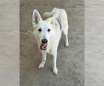 Small #1 German Shepherd Dog