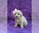 Small Photo #2 Maltipoo Puppy For Sale in LINCOLN UNIV, PA, USA