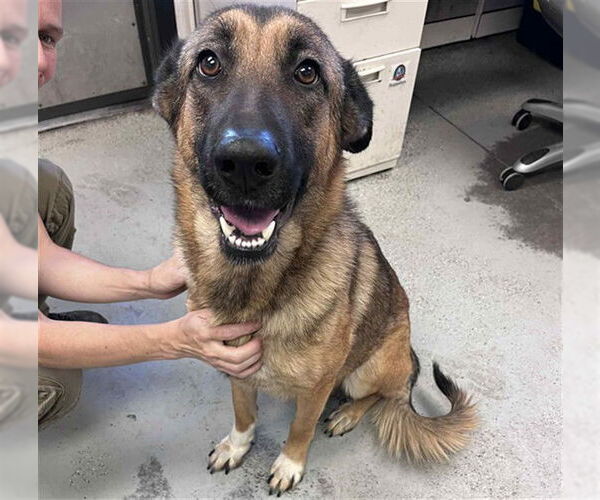 Medium Photo #2 Mutt Puppy For Sale in Stockton, CA, USA