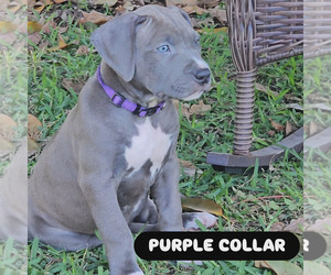 American Bully Puppy for sale in BOCA RATON, FL, USA