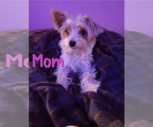 Mother of the Biewer Yorkie puppies born on 07/16/2026