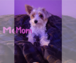 Small Photo #1 Biewer Yorkie Puppy For Sale in GRANBURY, TX, USA