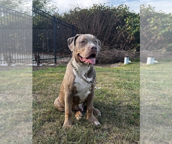 Medium Photo #1 American Bully Puppy For Sale in MONACA, PA, USA