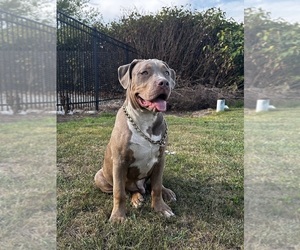 American Bully Puppy for sale in MONACA, PA, USA