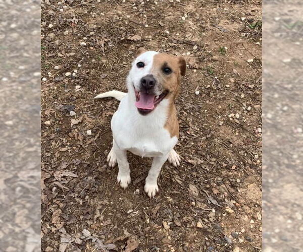 Medium Photo #1 Mutt Puppy For Sale in Harrison, AR, USA