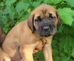 Small Photo #3 Mastiff Puppy For Sale in DELAVAN, WI, USA