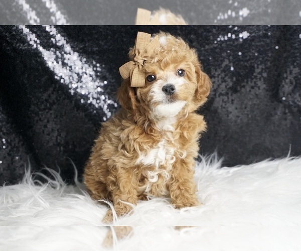 Medium Photo #1 Poodle (Toy) Puppy For Sale in WARSAW, IN, USA