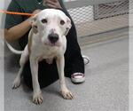 Small American Pit Bull Terrier Mix