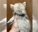 Small Photo #28 Pomsky Puppy For Sale in GOLDEN VALLEY, AZ, USA
